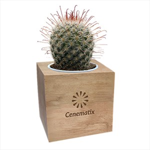 An image of Wooden Cacti