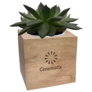 An image of Wooden Succulent