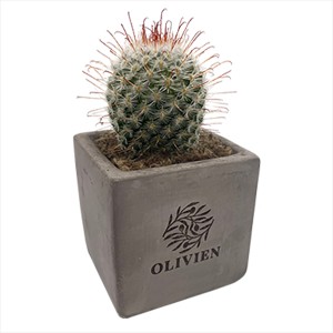 An image of Concrete Cacti